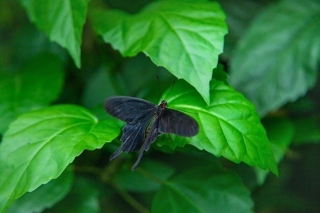 Borboleta da noite preta em uma mão Pachliopta kotzebuea