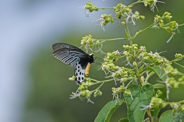 Borboleta de Batwing Whitehead linda em flor