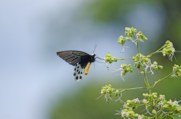 Borboleta de Batwing Whitehead linda em flor