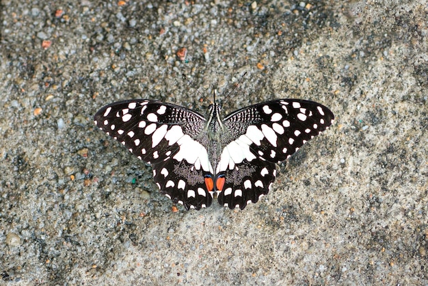 Foto borboleta de cal com asas abertas vista de cima