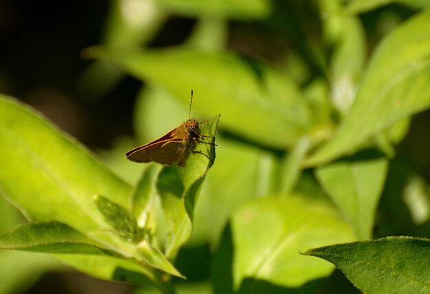 Borboleta de capitão Essex Thymelicus lineola em folhas verdes em uma manhã de verão