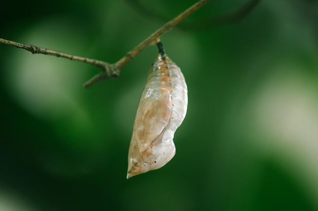 Borboleta de casulo pendurado no ramo de bambu fundo de folhas naturais conceito natural