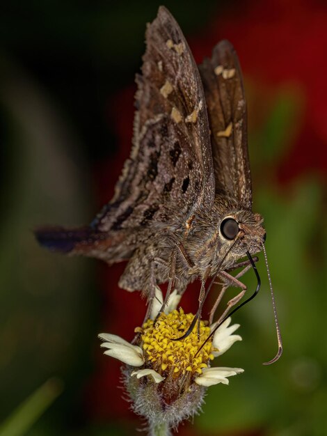 Borboleta de cauda longa Dorantes adulta da espécie Thorybes dorantes