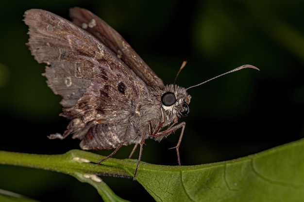 Borboleta de cauda longa Dorantes adulta da espécie Thorybes dorantes