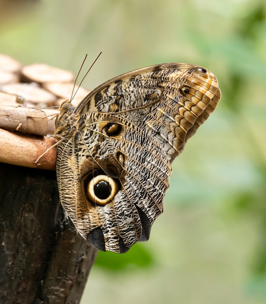 Borboleta de coruja em um parque na América do Sul.