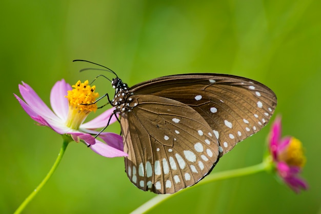 Borboleta de corvo comum em uma flor