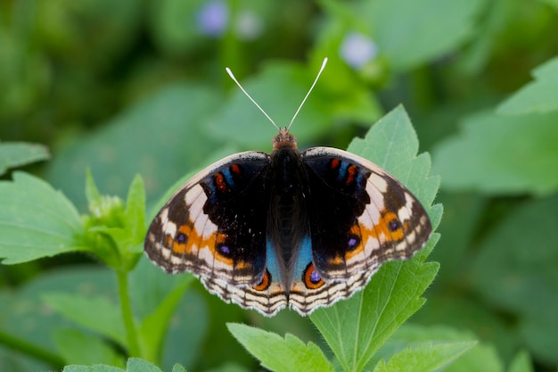 Borboleta de crisálida pendurado em uma folha