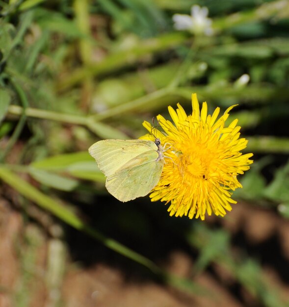 Borboleta de enxofre Gonepteryx rhamni em uma flor de dente-de-leão em uma região de Moscou de manhã ensolarada de maio