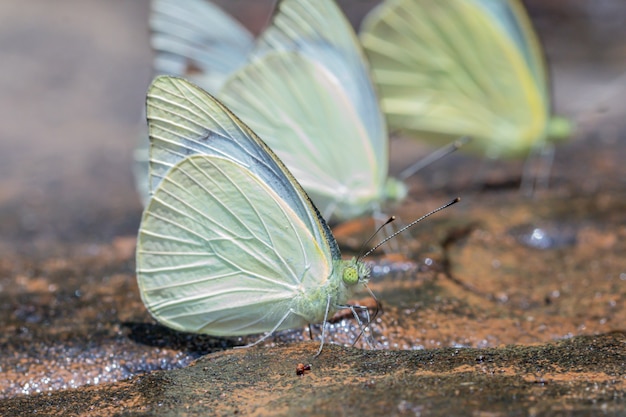 Borboleta de gaivota comum (Cepora nerissa) na natureza