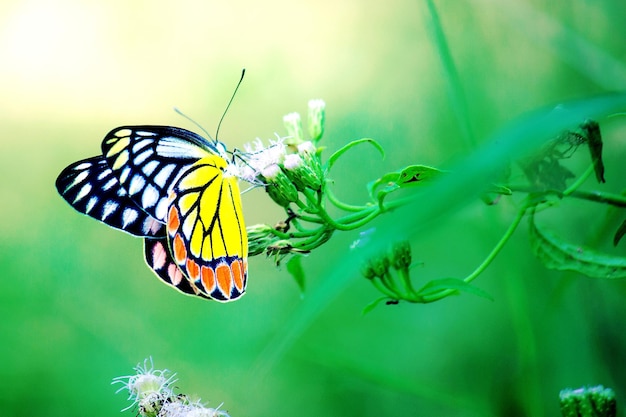 Borboleta de Jezebel descansando nas plantas de flores