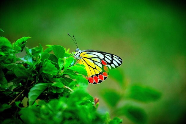 Borboleta de Jezebel descansando nas plantas de flores