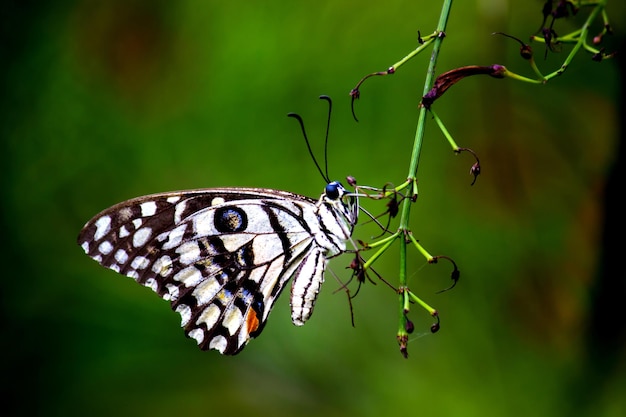 Borboleta de limão rabo de andorinha e rabo de andorinha xadrez Borboleta descansando nas plantas de flores