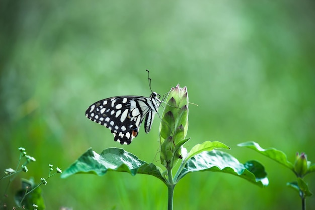 Borboleta de limão rabo de andorinha e rabo de andorinha xadrez Borboleta descansando nas plantas de flores