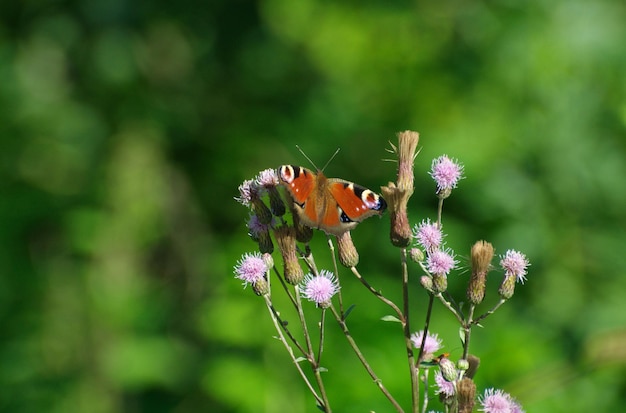 Borboleta de pavão em flores cor de rosa em uma manhã de verão. Região de Moscow. Rússia