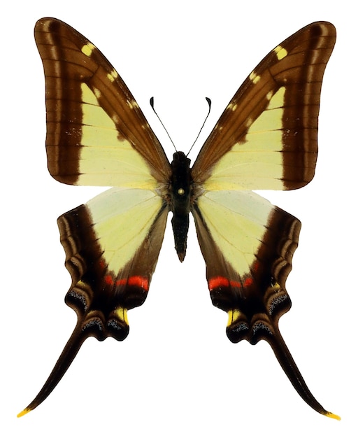 Foto borboleta de rabo de andorinha eurytides leucaspis isolada na macro branca linda bela coleção colorida