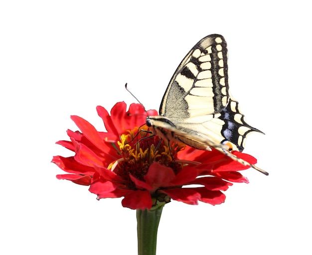 Borboleta de rabo de andorinha tigre ocidental em flor de zínia