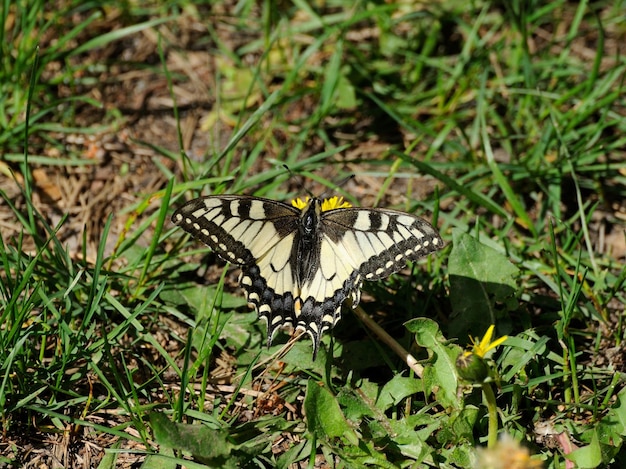 Borboleta de rabo de andorinhapapilio machaon na flor dente-de-leão manhã de verão ensolarada região de moscou