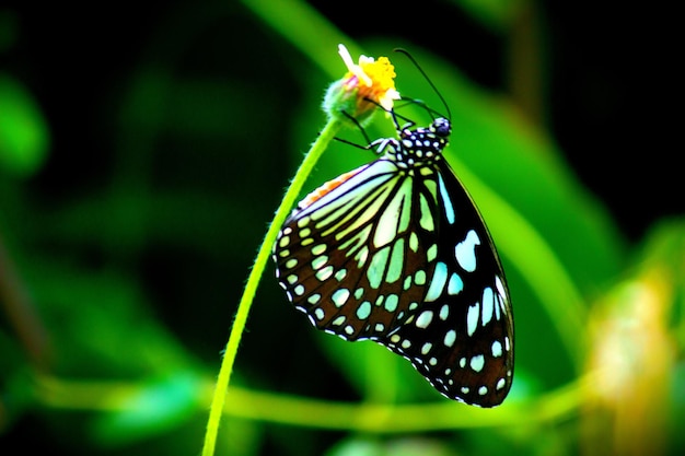 Borboleta de serralha azul, bebendo néctar da flor