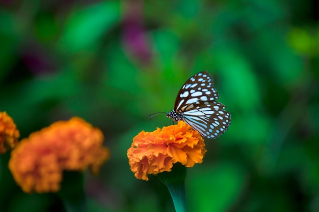 Borboleta de serralha azul ou danainae ou borboleta de serralha descansando nas plantas durante a primavera