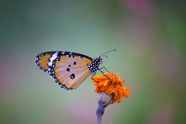 Borboleta de tigre simples em flor