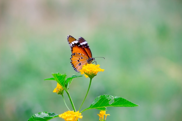 Borboleta de tigre