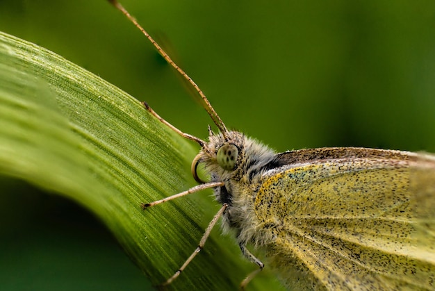 Borboleta de trigo sarraceno ou borboleta de capim-limão fechada em folha verde de grama super macro foto de inseto conceito de mundo macro