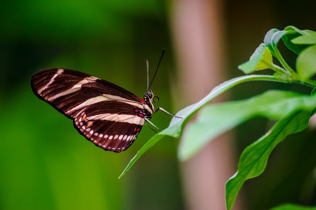 Borboleta de zebra longwing