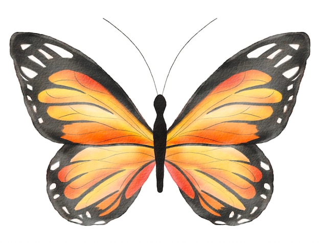 Borboleta desenhada à mão em aquarela isolada no fundo branco borboleta monarca laranja
