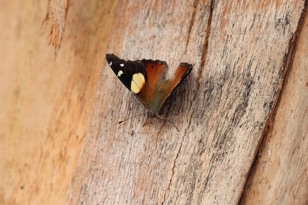 Borboleta do sul da Nova Zelândia