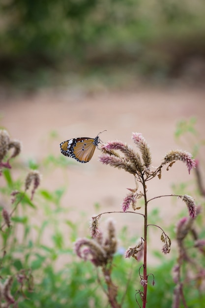 Foto borboleta do tigre