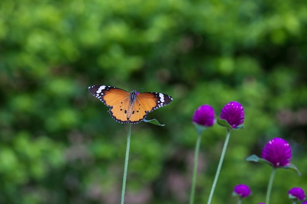 Borboleta do tigre