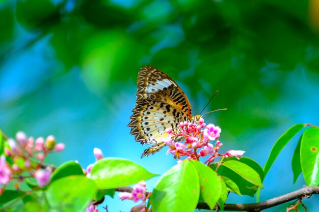 borboleta e flor rosa