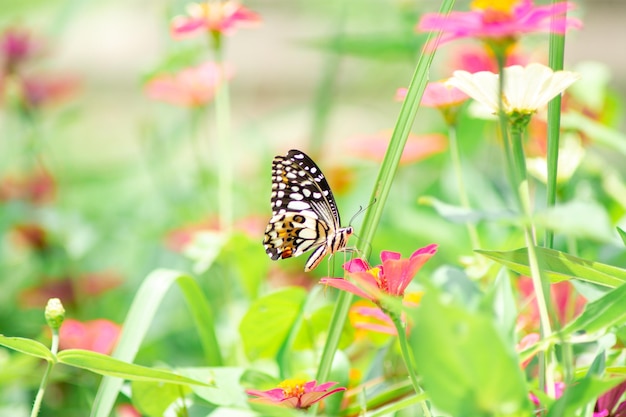 Borboleta e flores de verão brilhantes