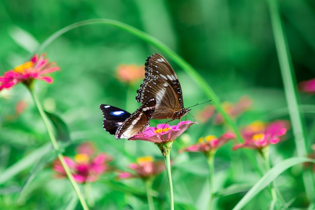 Borboleta e flores de verão brilhantes