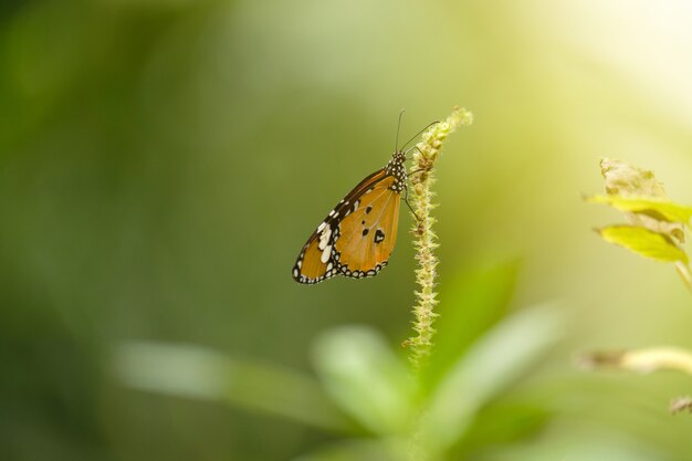 Borboleta e sol suave.