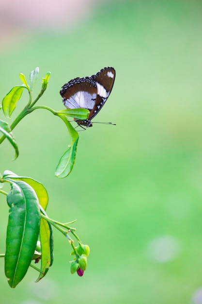 Borboleta Eggfly