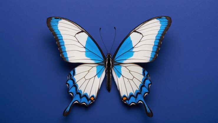 Foto borboleta elegante com padrões azuis, brancos e pretos, perfeita para decoração natural.
