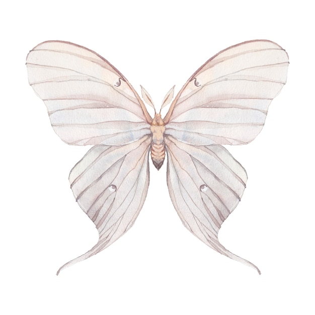 Borboleta em aquarela. mão desenhada inseto fechar isolado no fundo branco. ilustração natural da traça de tropaea luna