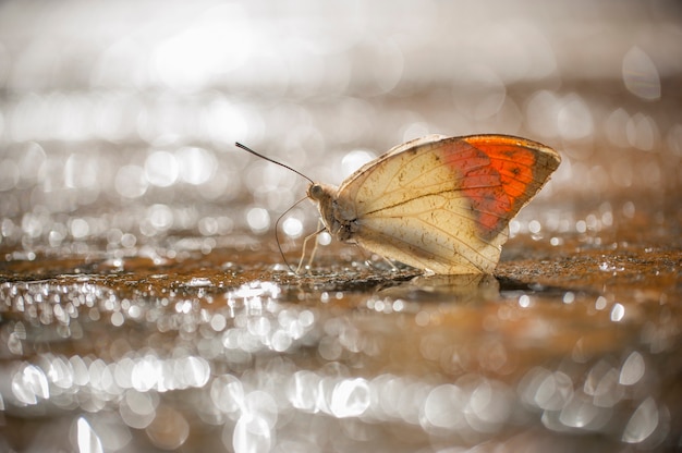 Borboleta em bokeh, a grande ponta laranja