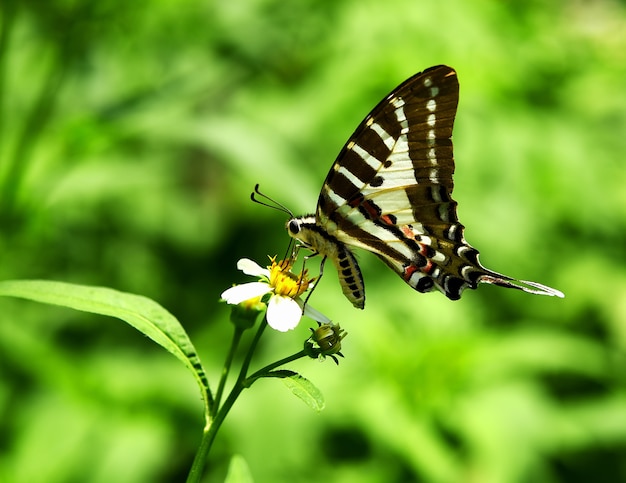 Borboleta em flor amarela no jardim