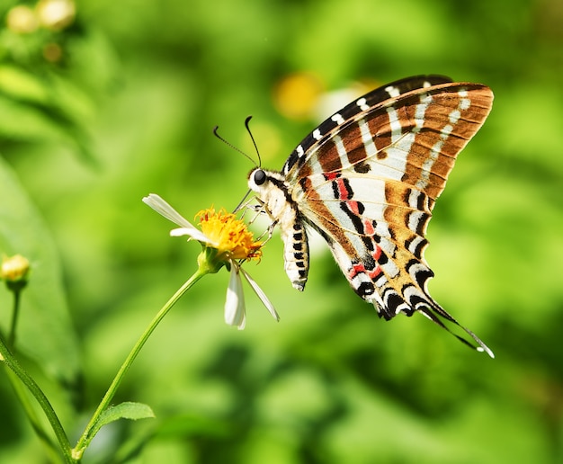 Borboleta em flor amarela no jardim