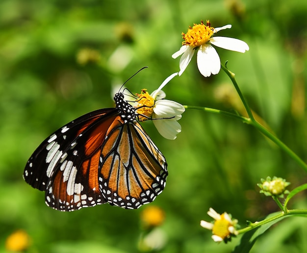 Borboleta em flor de laranjeira no jardim