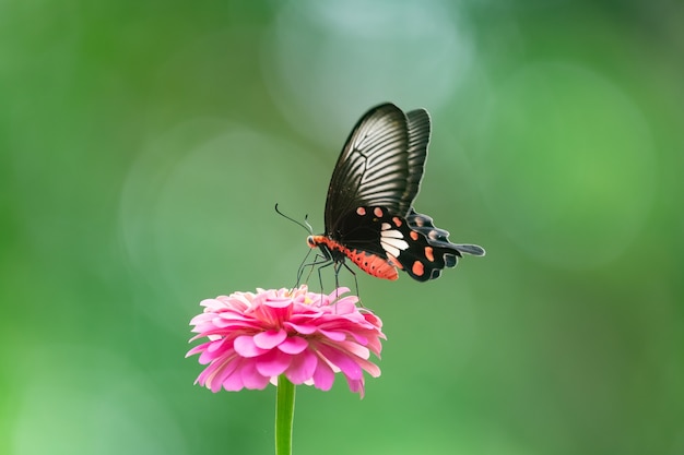 Borboleta em flor vermelha no jardim