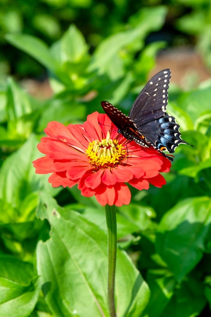 Foto borboleta em flor vermelha
