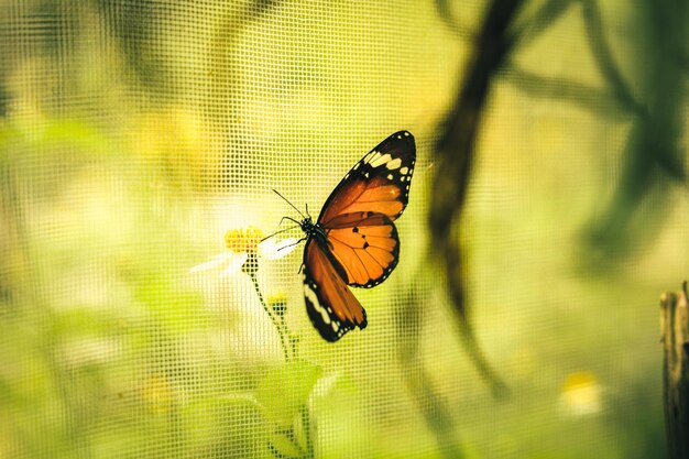 Borboleta em flor