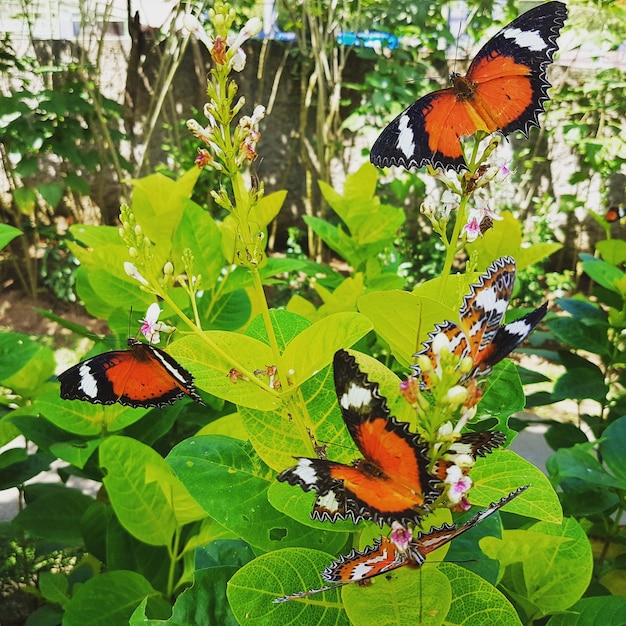 Foto borboleta em flor