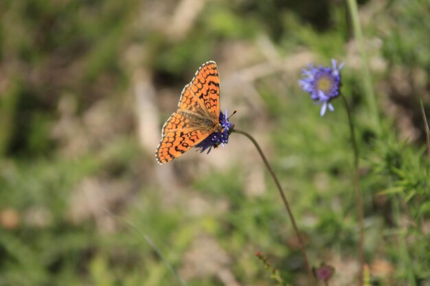 Borboleta em flor