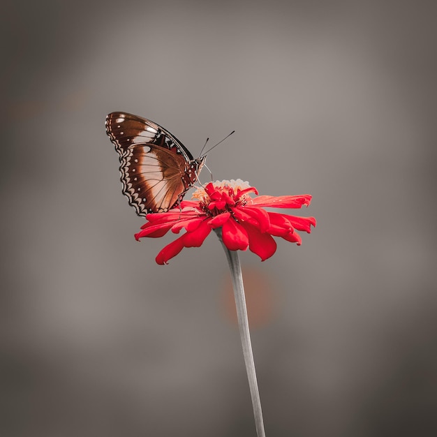 Borboleta em flor