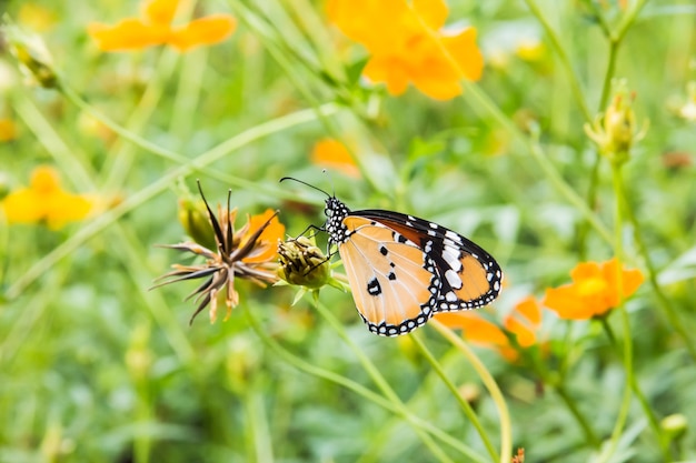 Borboleta em flor