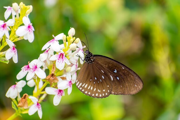 borboleta em flor